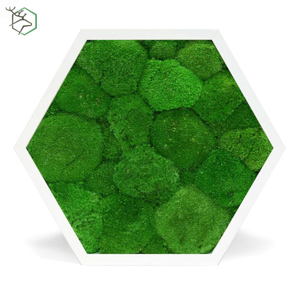 hexagon-gombmoha-feher-kerettel-001 hexagon-gombmoha-feher-kerettel-001