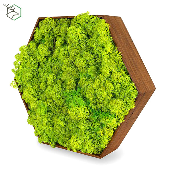 hexagon-zuzmokepek-bambuszkerettel-wallgo-001 hexagon-zuzmokepek-bambuszkerettel-wallgo-001