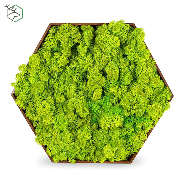 hexagon-zuzmokepek-bambuszkerettel-wallgo-002 hexagon-zuzmokepek-bambuszkerettel-wallgo-002