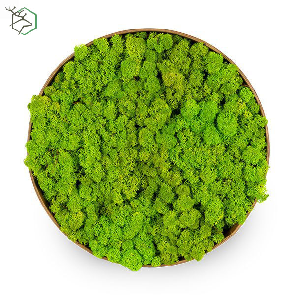 korkeretes-zuzmokepek-bambuszkerettel-wallgo-001 korkeretes-zuzmokepek-bambuszkerettel-wallgo-001