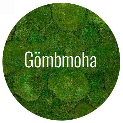 gombmoha-minta-wallgo-001