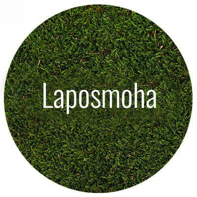 laposmoha-minta-wallgo-001