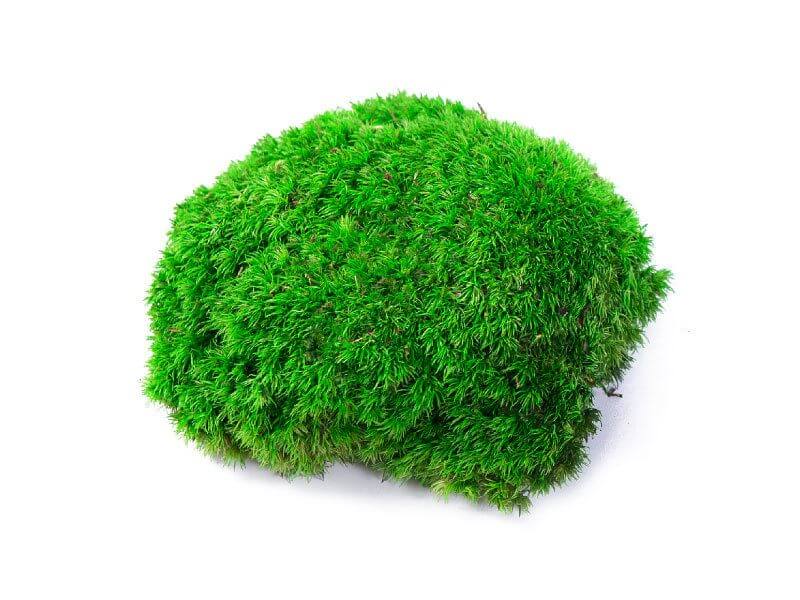 wallgo-alapanyagok-005-1