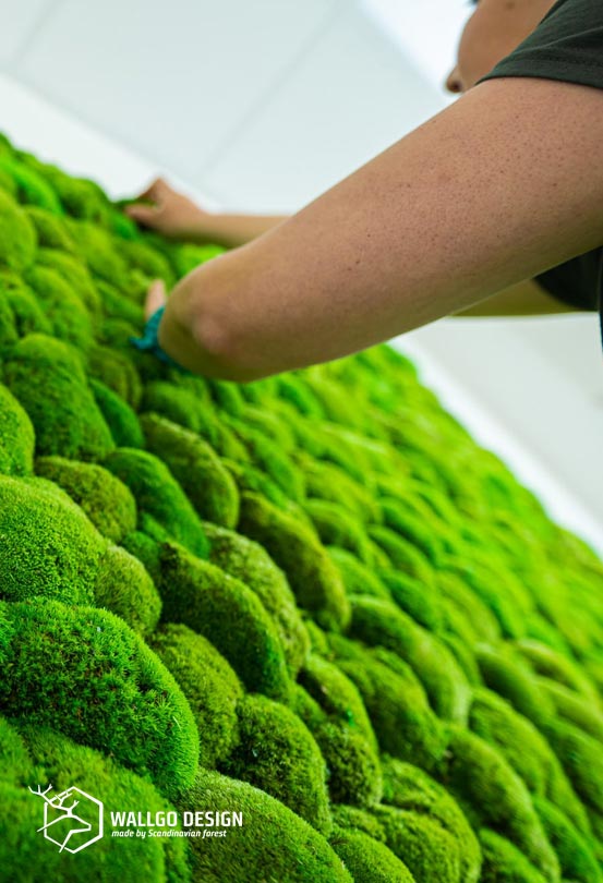 wallgo-kapcsolat-image-002-1