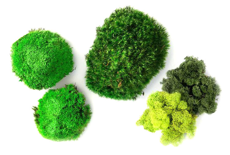 wallgo-moha-es-zuzmo-dekoracio-alapanyag-2